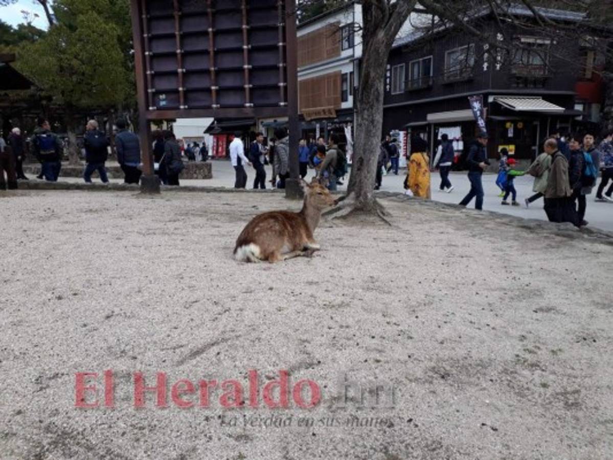 Los siervos se ven en toda la isla, y la gente juega con ellos, disfrutando de sus formas de pedir papel.