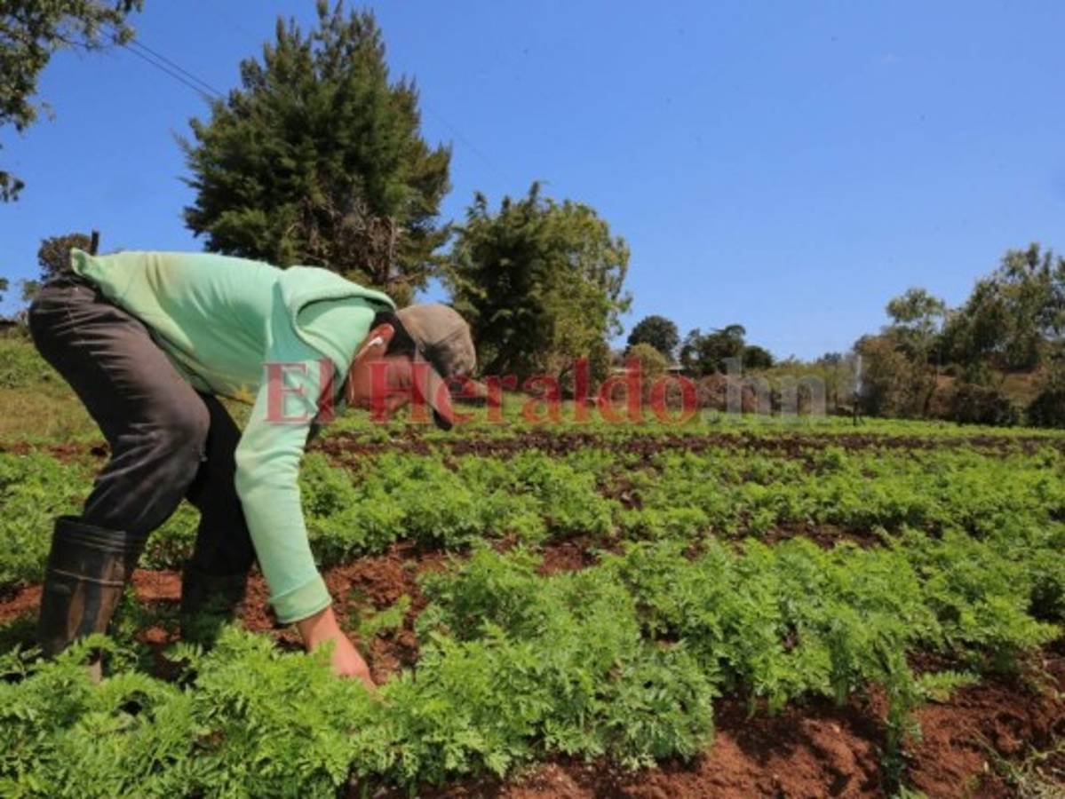 Prevén aumento de precio por la escasez de hortalizas en la capital de Honduras