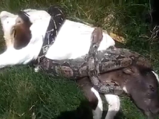 La culebra se enrolló en el cuerpo del ternero para estrangularlo y devorarlo.
