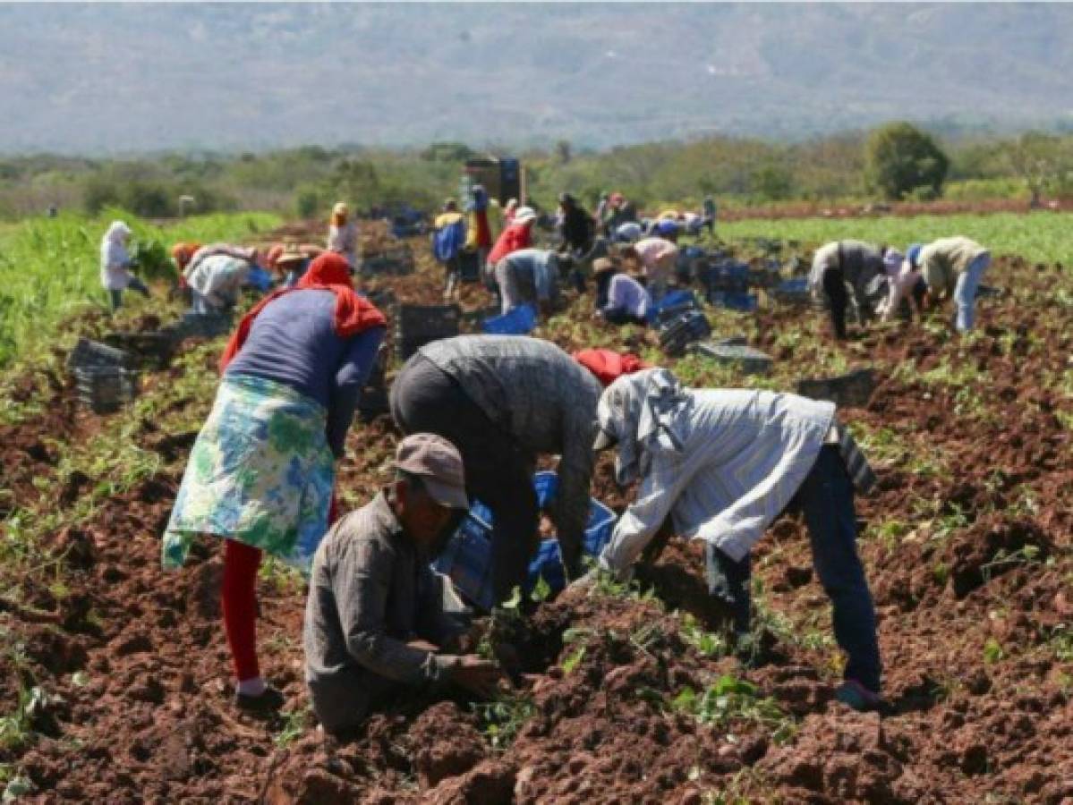 Secretaría de Agricultara y Ganadería pide sembrar en la segunda quincena de mayo