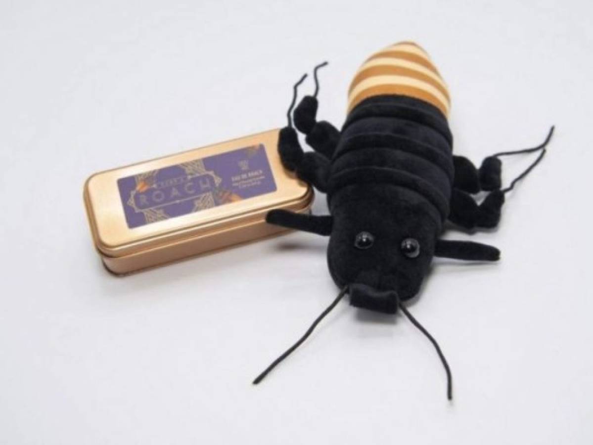 Una cucaracha de Madagascar, el mejor regalo para San Valentín
