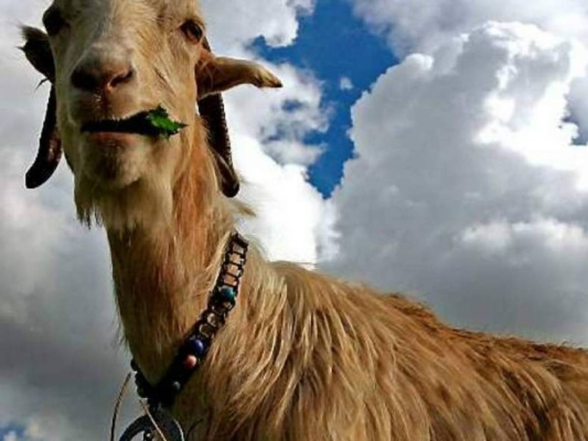 Buscan a hombres que agredieron sexualmente a una cabra en la India