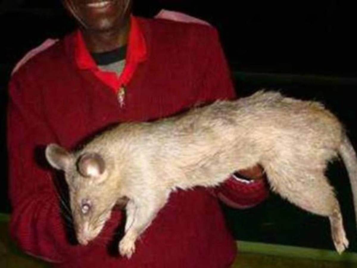 Abandonó a su bebé de tres meses para ir a fiesta y se la comieron ratas gigantes