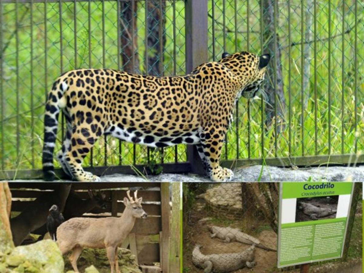 Zoológico Rosy Walther retoma horarios normales de atención