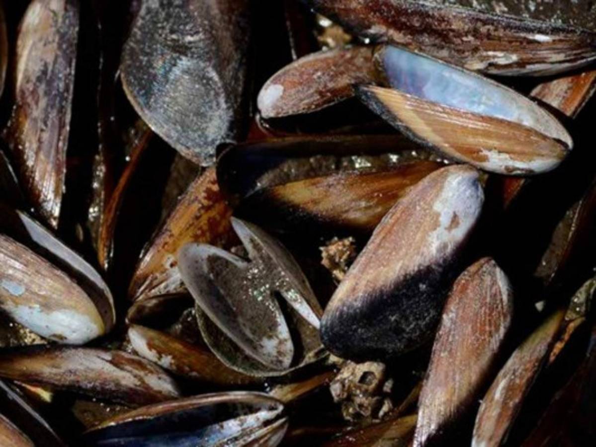 Amapala se declara en emergencia porque sigue muerte de moluscos