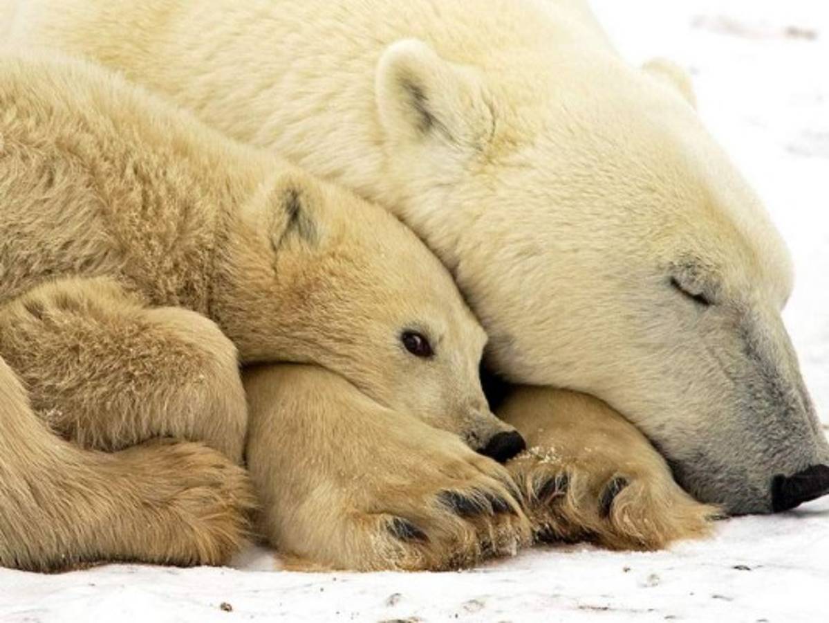 Estudio: Calentamiento global podría llevar a la extinción a los osos polares antes de 2100