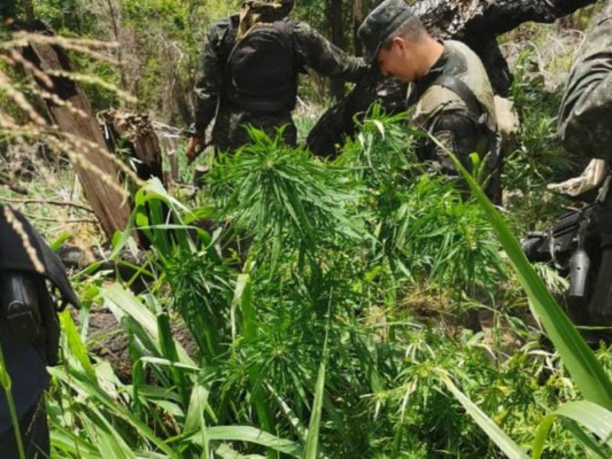 Descubren cinco mil plantas de supuesta marihuana en Tocoa