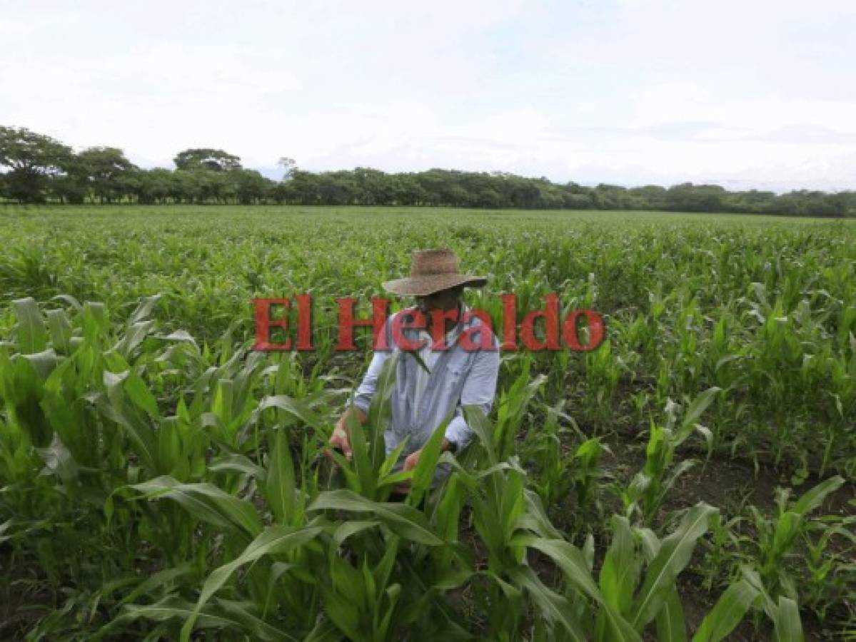 Los proyectos de riego que hay en la zona han sido montados por los propios agricultores.