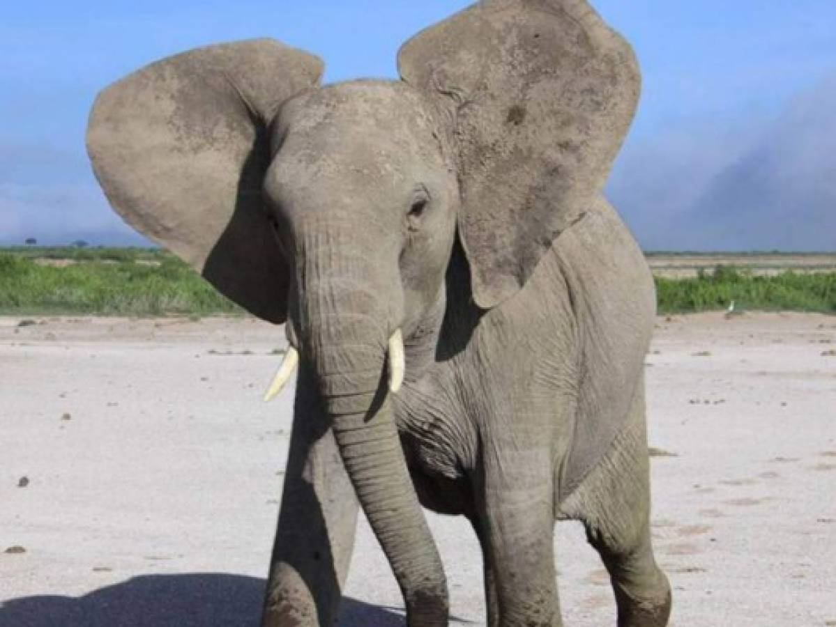 Elefante mata soldado británico en patrulla en Malaui