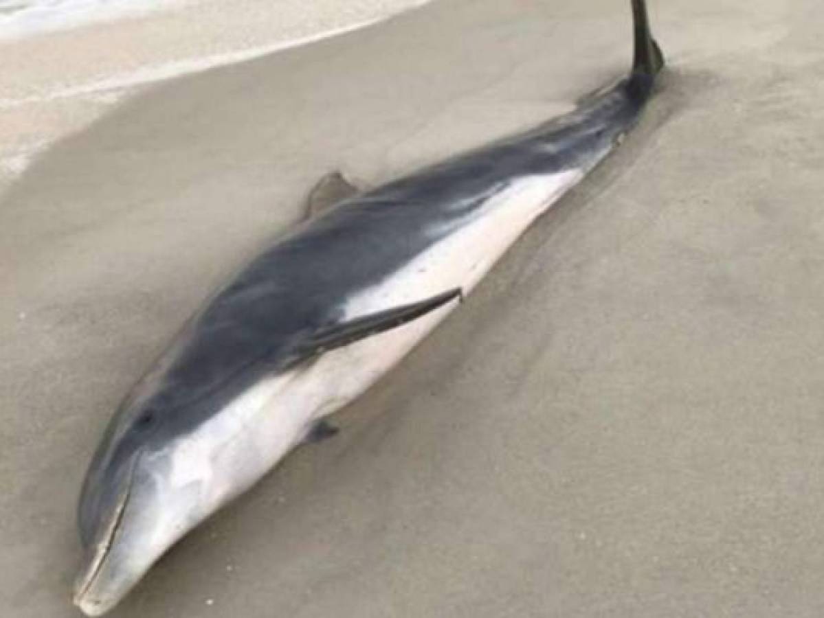 Florida: Encuentran muertos a 2 delfines con heridas de bala 