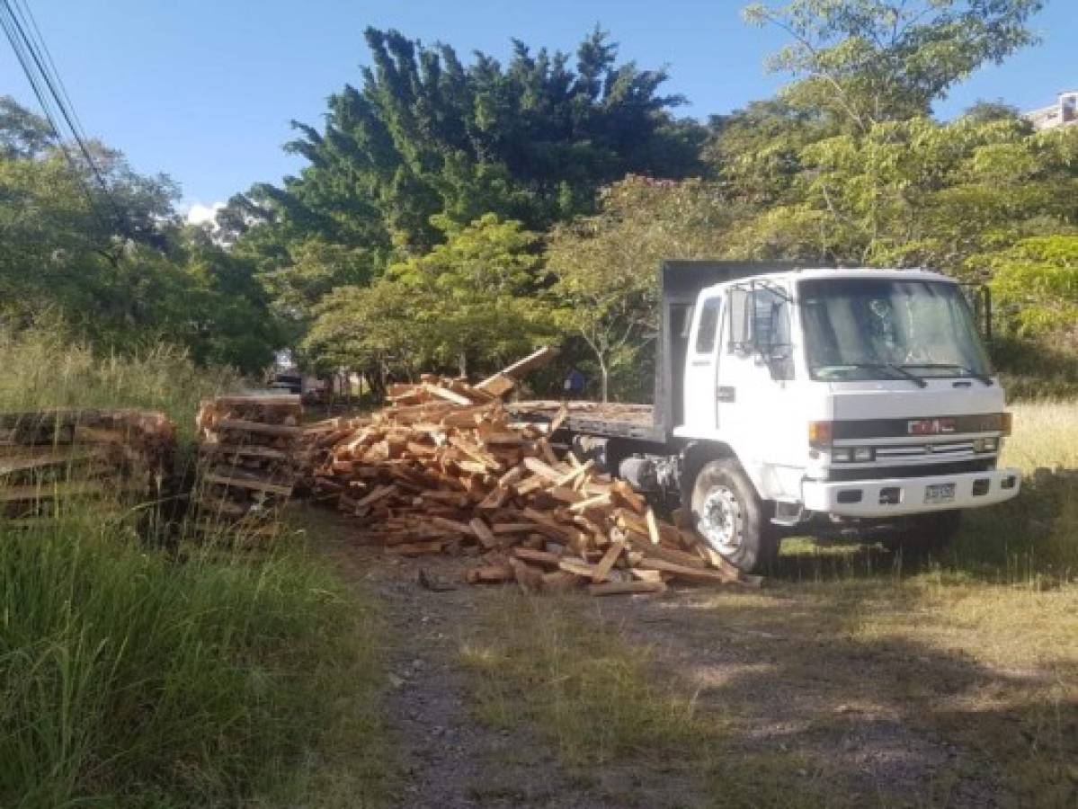 El pino y el roble, los más afectados por tala ilegal en 2019