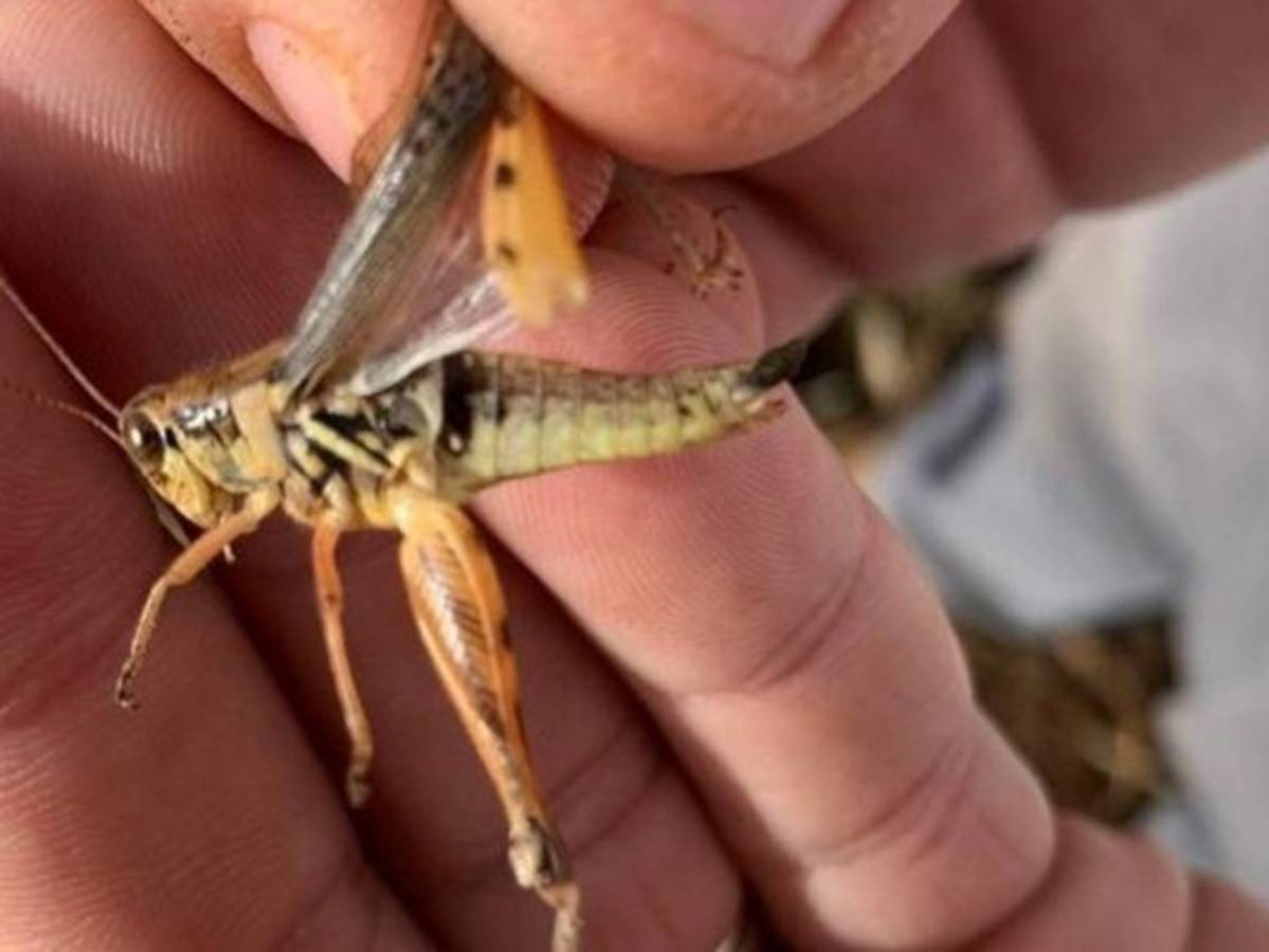 Guatemala declara emergencia sanitaria ante plaga de langostas 