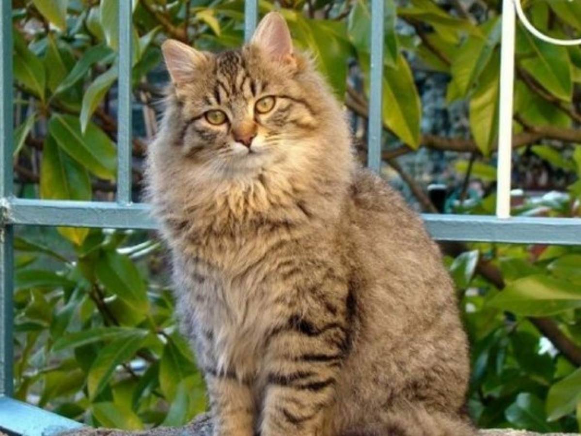 Pelea por un gato baleado deja a un policía herido en Florida