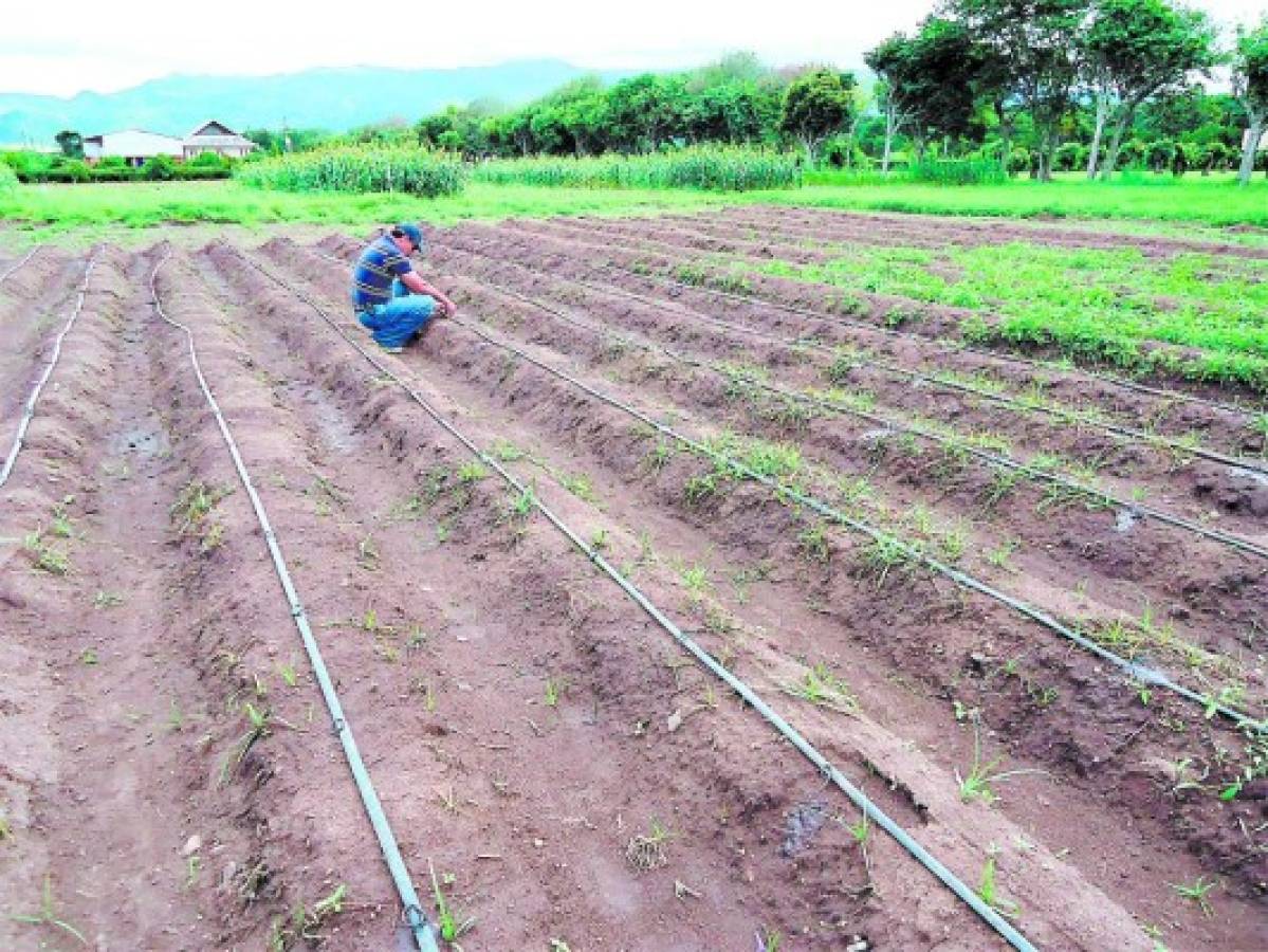 Construirán 2,500 lagunas de riego