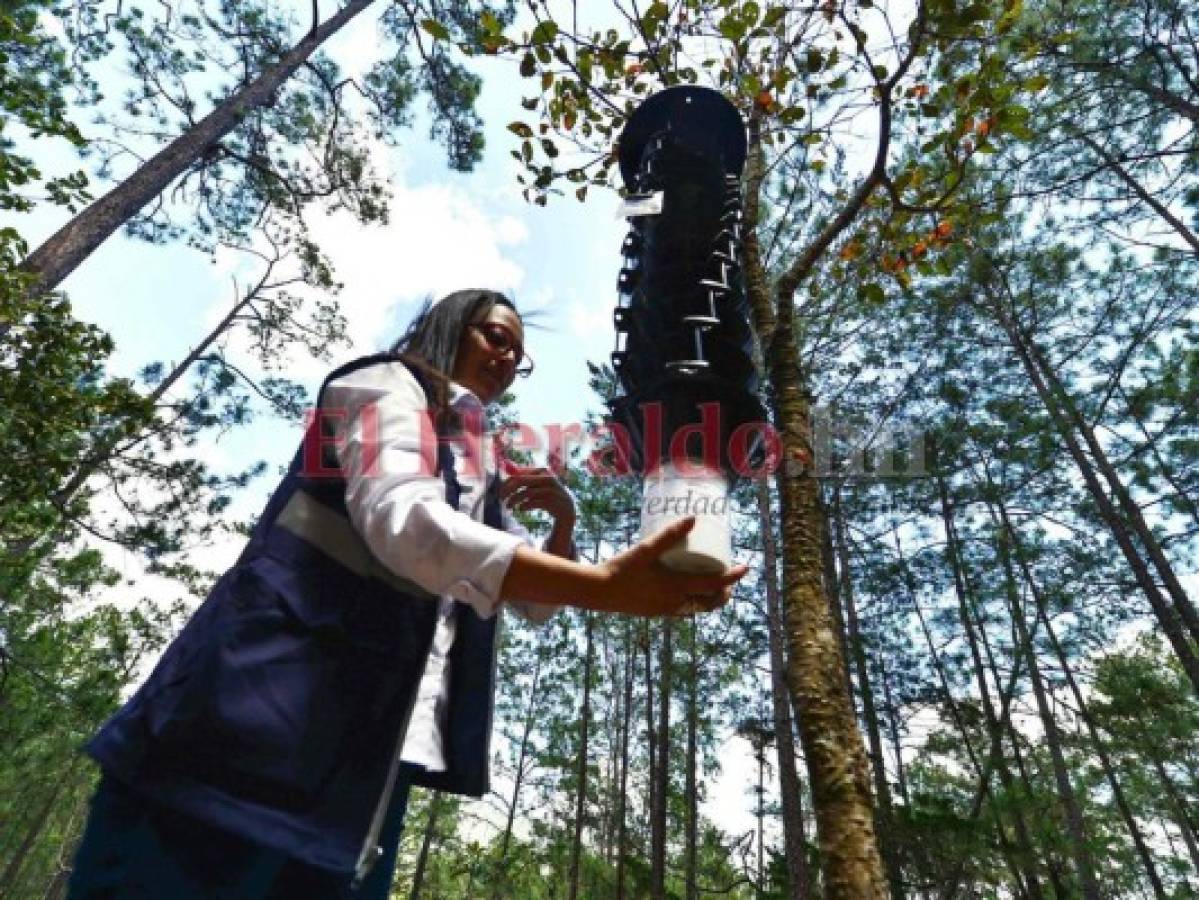 Sequía somete a Honduras y a Centroamérica a plagas, pérdida de cosechas y falta de agua potable