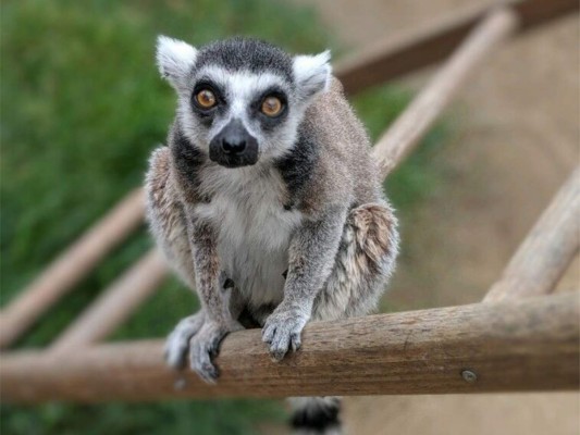 Joven encara prisión por robar un lémur en zoológico de Estados Unidos