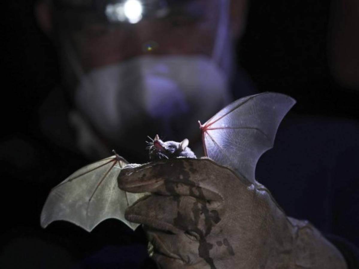 Misteriosos murciélagos de nariz larga aparecen en México