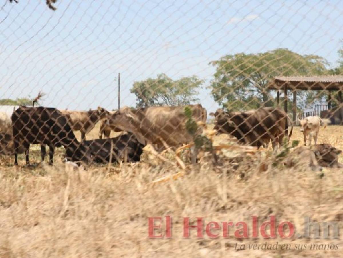 Dentro de cinco meses empieza a funcionar la Unag de Comayagua