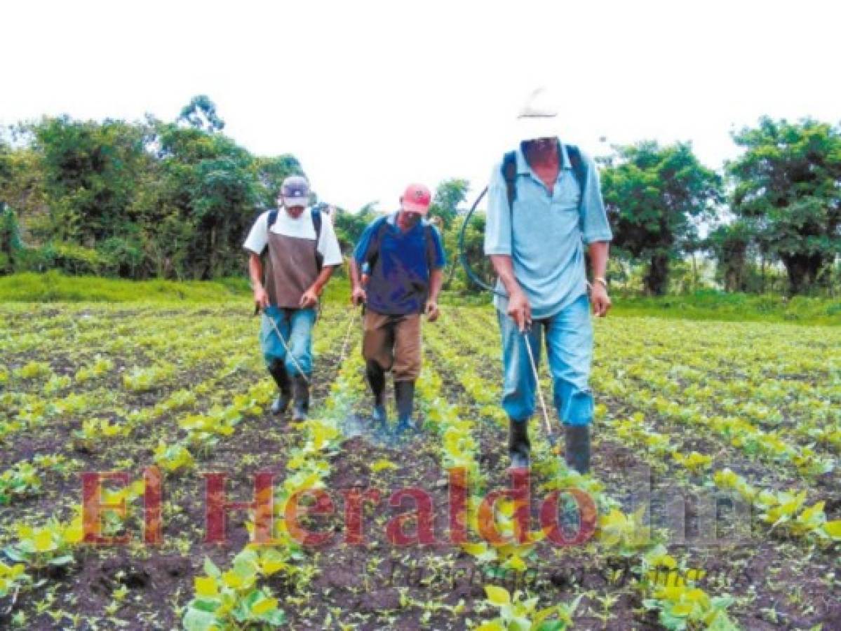 Poco alcance tiene el programa agrícola de las Fuerzas Armadas de Honduras