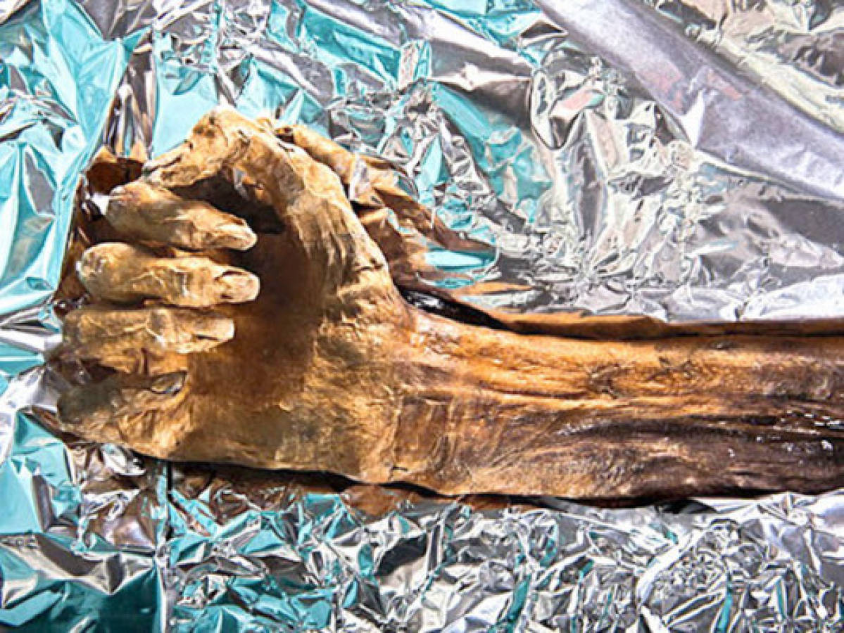 Momia Otzi conservó glóbulos rojos durante más de 5,000 años
