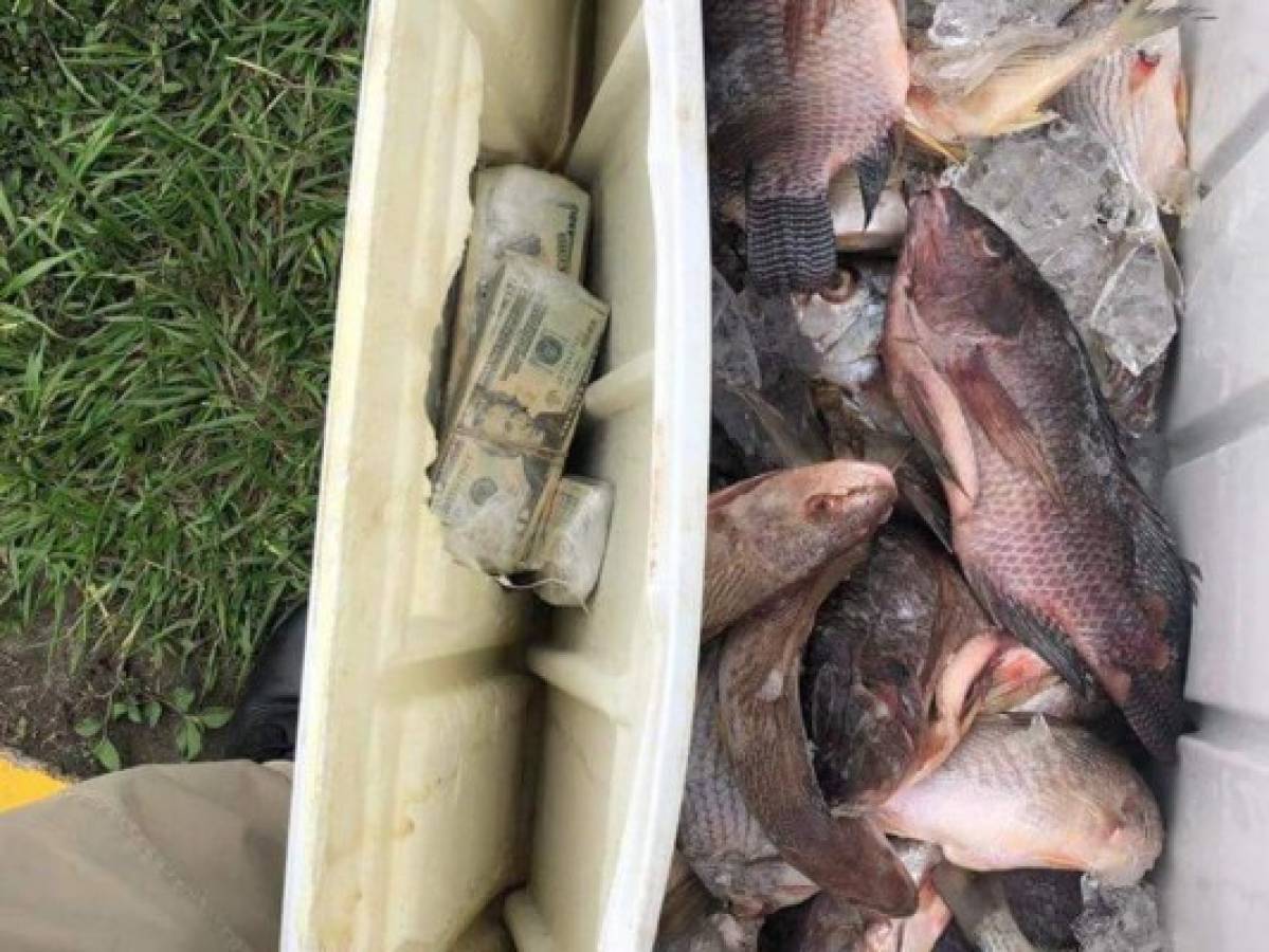 Decomisan fuerte cantidad de dólares en hielera cargada de pescado en Cortés