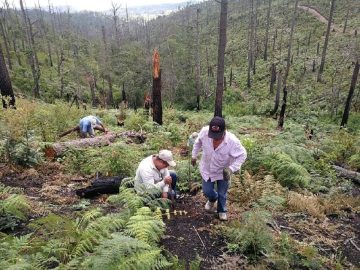 Se reforestan 17 cuencas en el DC y municipios aledaños