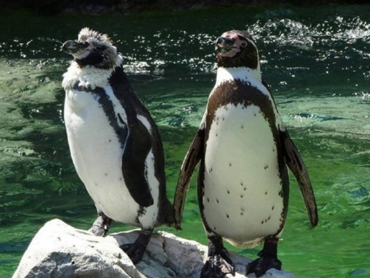 Vídeo: Dos pingüinos tomados de la aleta enamoran en redes sociales