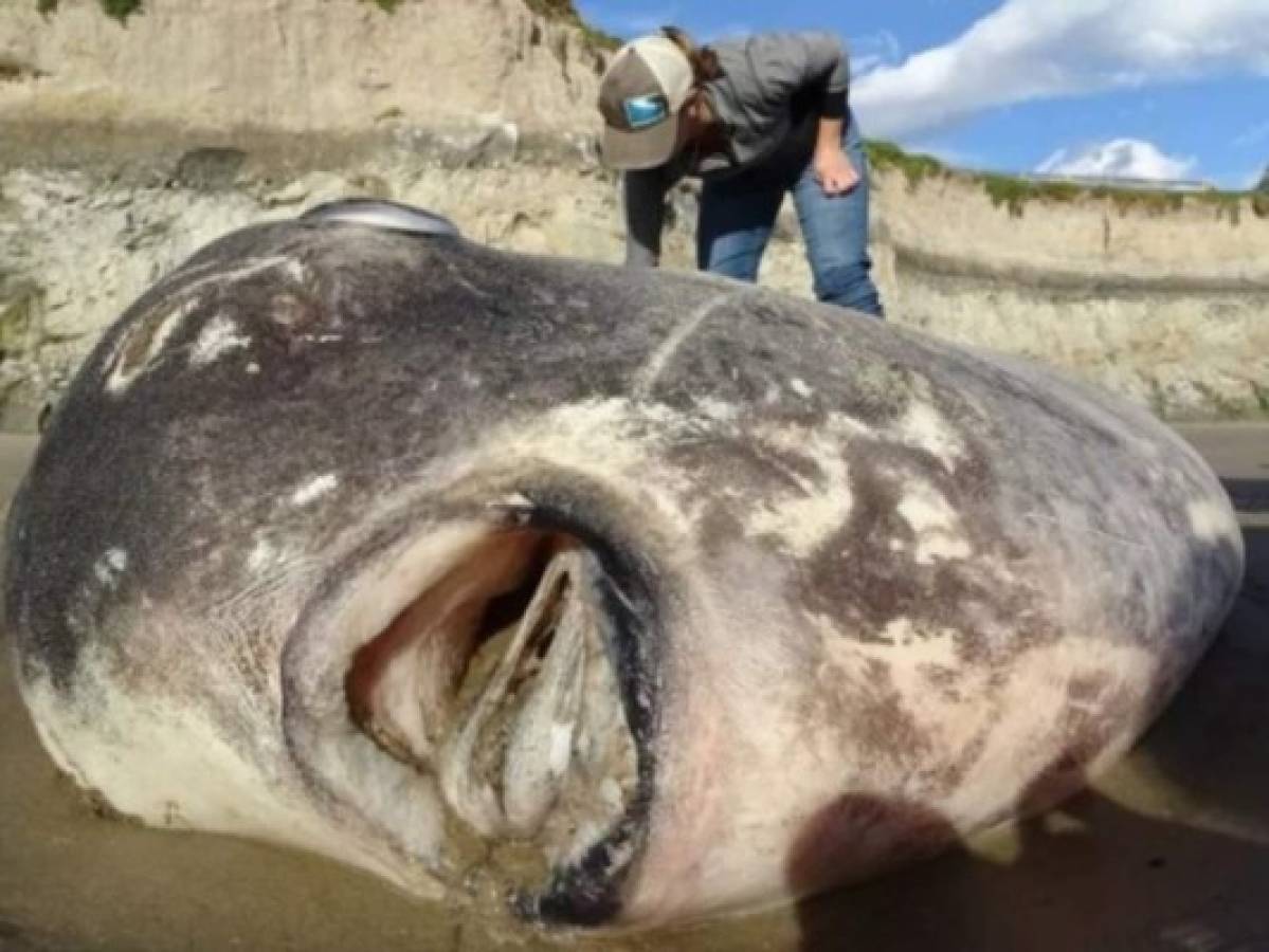 El enorme y aterrador pez que apareció en una playa de California, Estados Unidos
