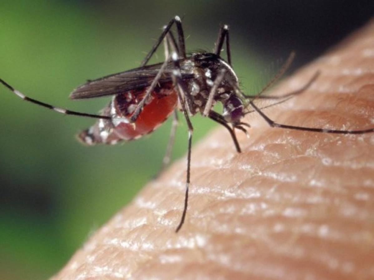 Tipos de mosquitos y las enfermedades que producen