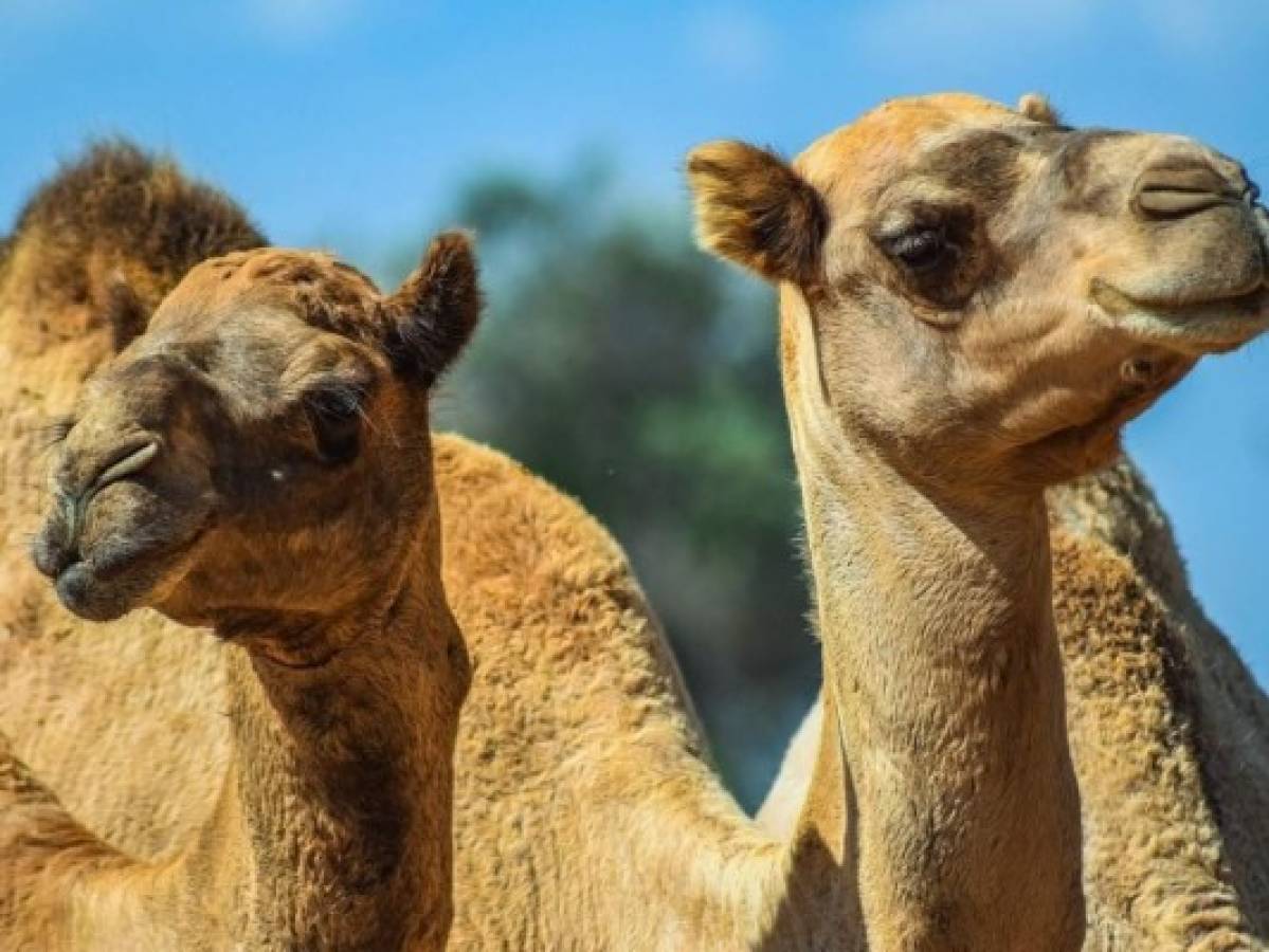 Descalifican de concurso de belleza a 43 camellos con correcciones estéticas