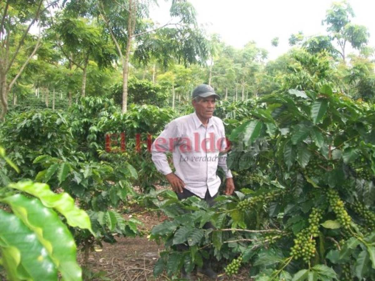 Caficultores de Comayagua y El Paraíso demandan créditos