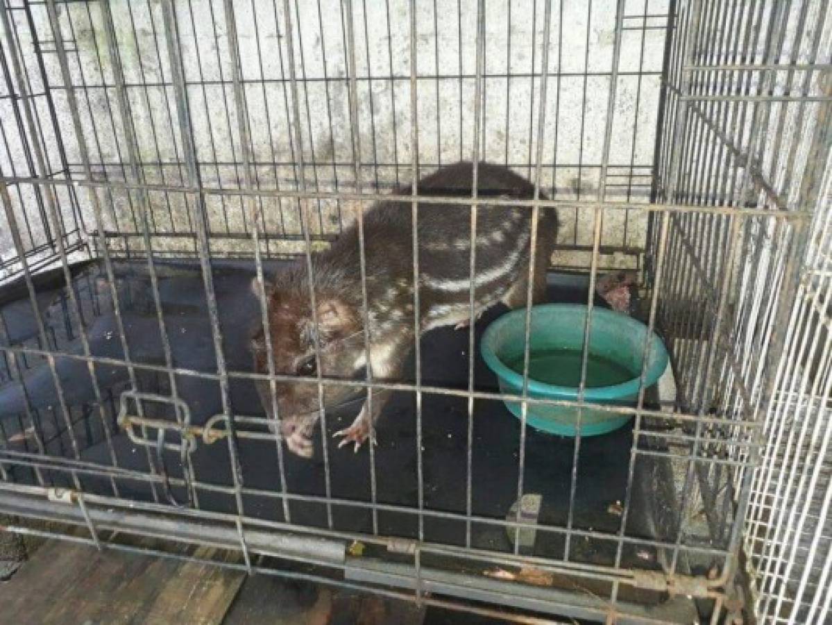 65 animales son rescatados del cautiverio en Comayagua