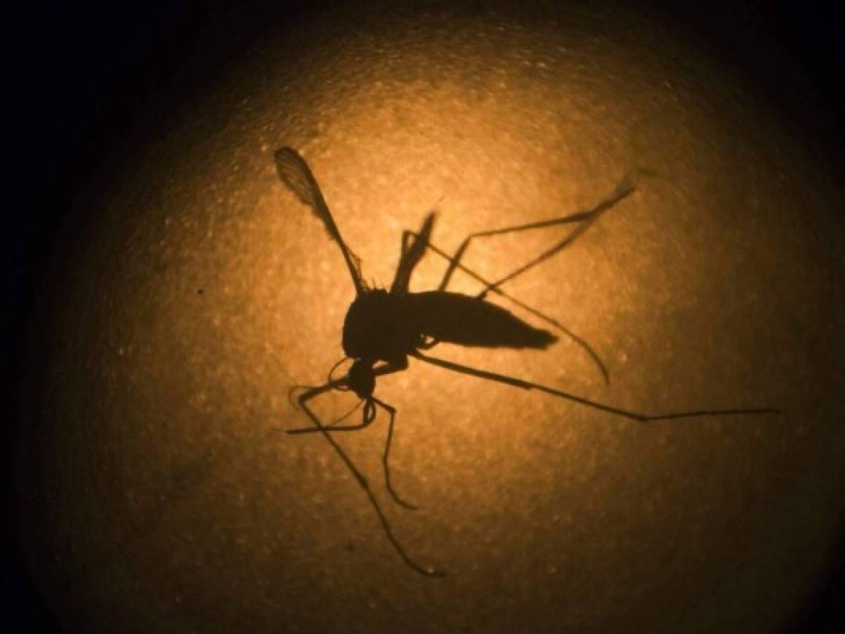 Liberarán mosquitos genéticamente modificados para combatir dengue y zika