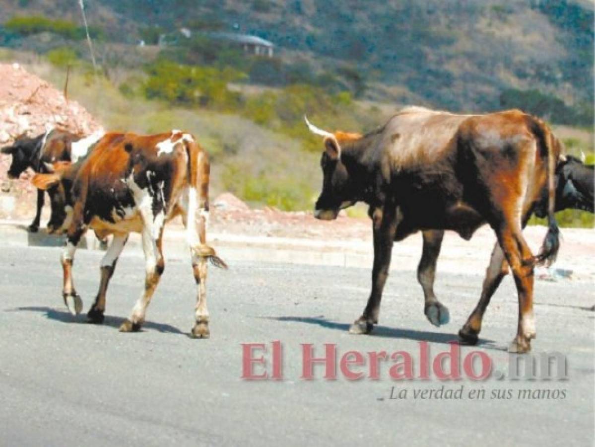 Motociclista muere al impactar contra un caballo en Olancho