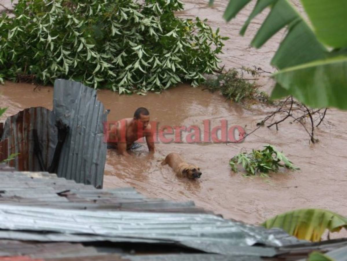 Hondureños rescatan a sus animales de la fuerte corriente del río Choluteca