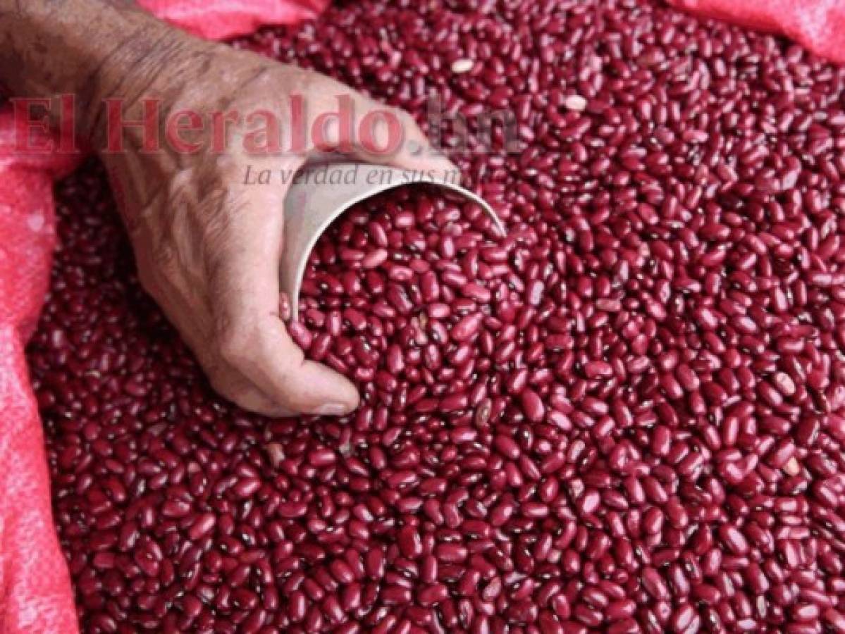 Medida de frijol rojo aumenta cinco lempiras en los mercados capitalinos