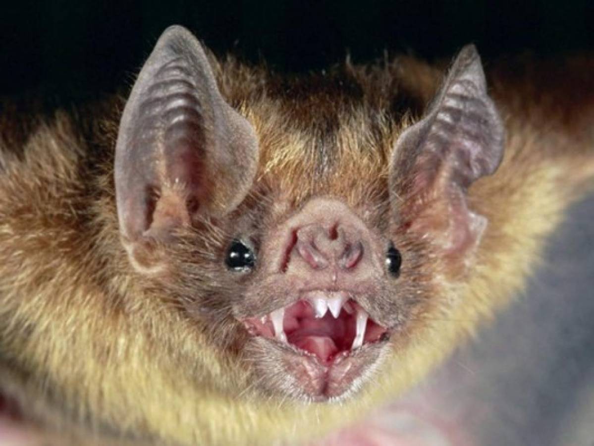 Mueren 12 niños por rabia en Perú tras ser mordidos por murciélago