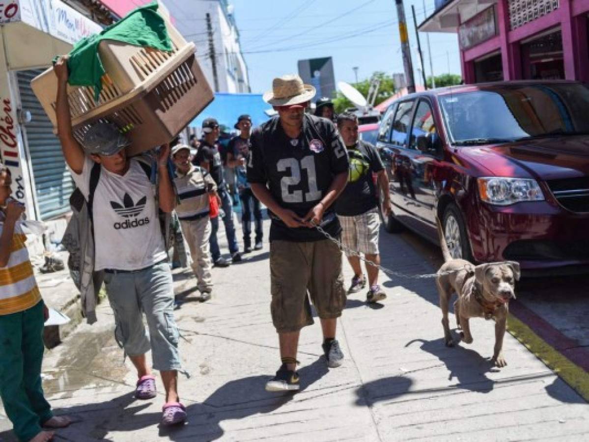 'Bolillo', el perro que viaja con la caravana de migrantes hondureños