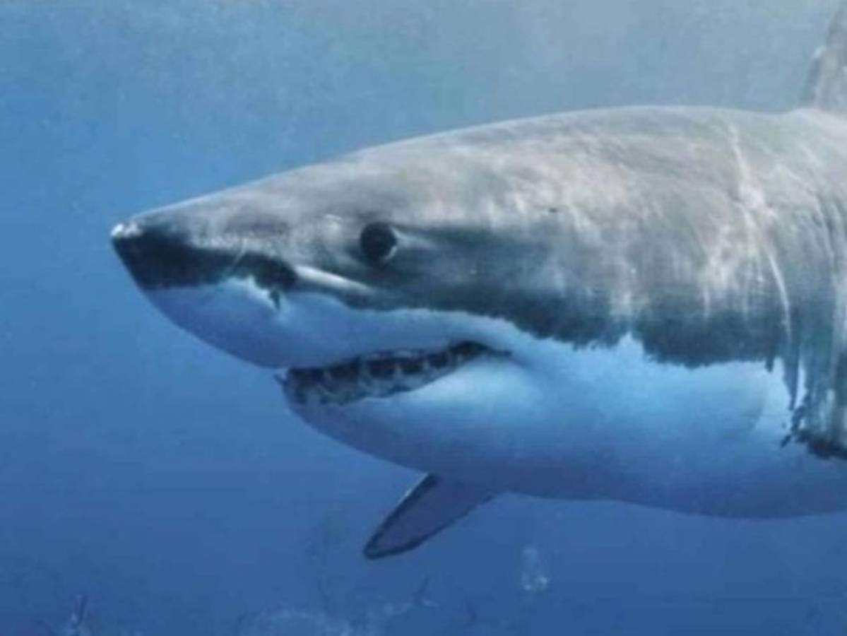 Tiburón mata a nadador en aguas frente a Australia