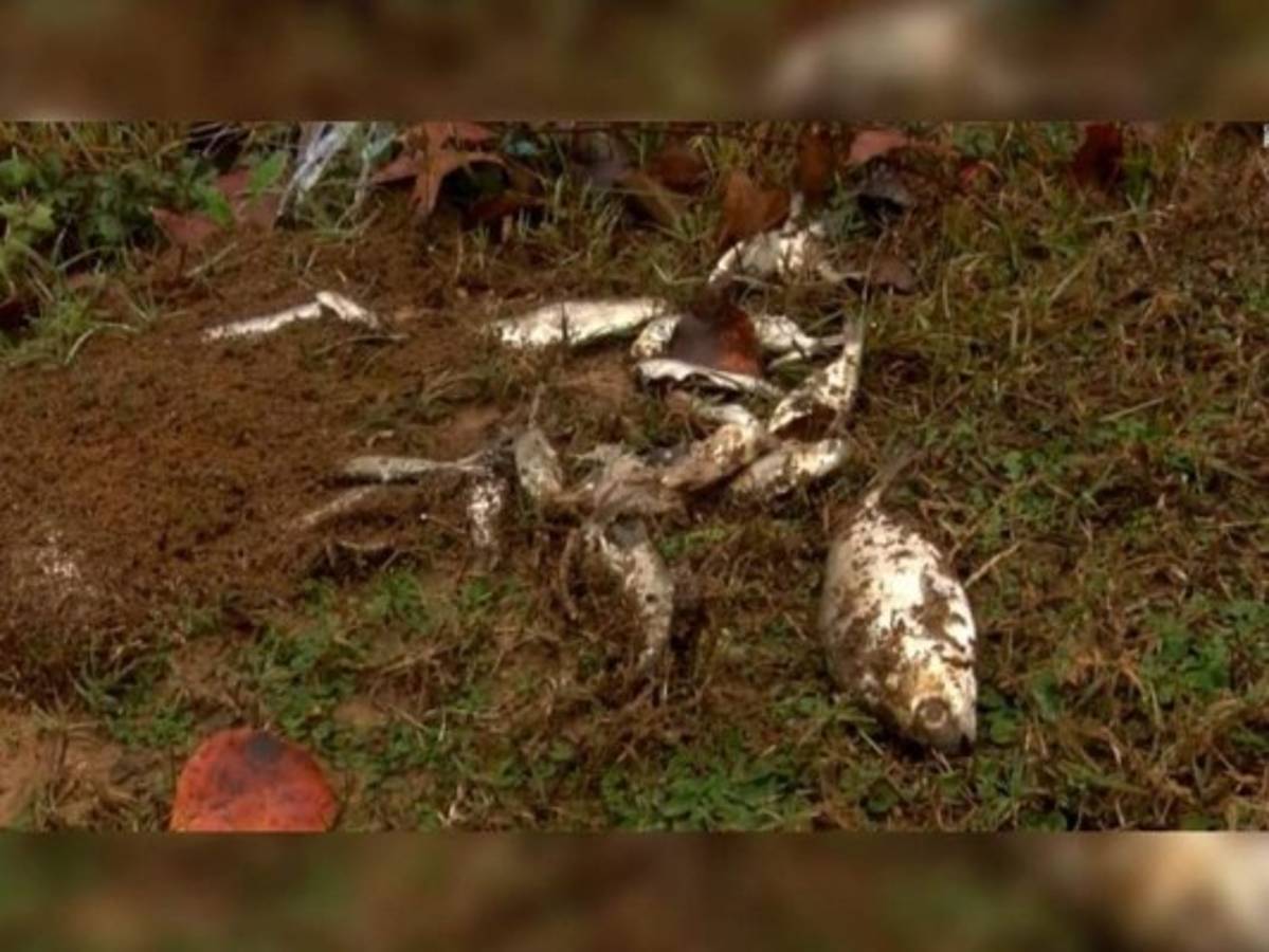 Llueven peces en Texas, Estados Unidos, tras un extraño evento meteorológico  