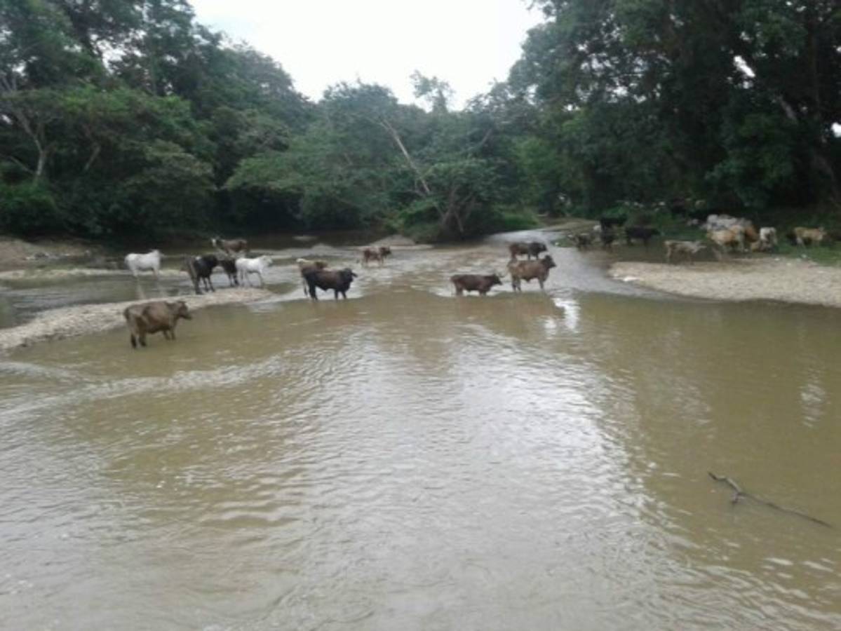 Los animales fueron encontrados a la orilla del río del Hombre en La Mosquitia.