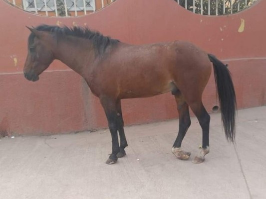 Piden ayuda para caballo que deambula con su pata quebrada