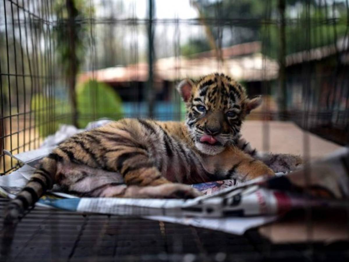 Llaman Covid a tigre para dar esperanza ante pandemia