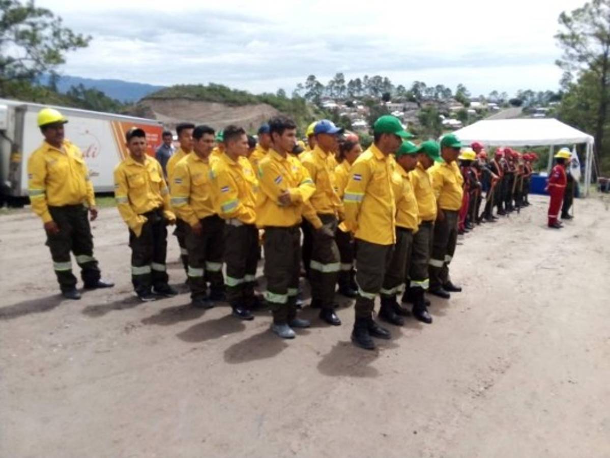 Cifras críticas de incendios y plagas en el Día del Árbol