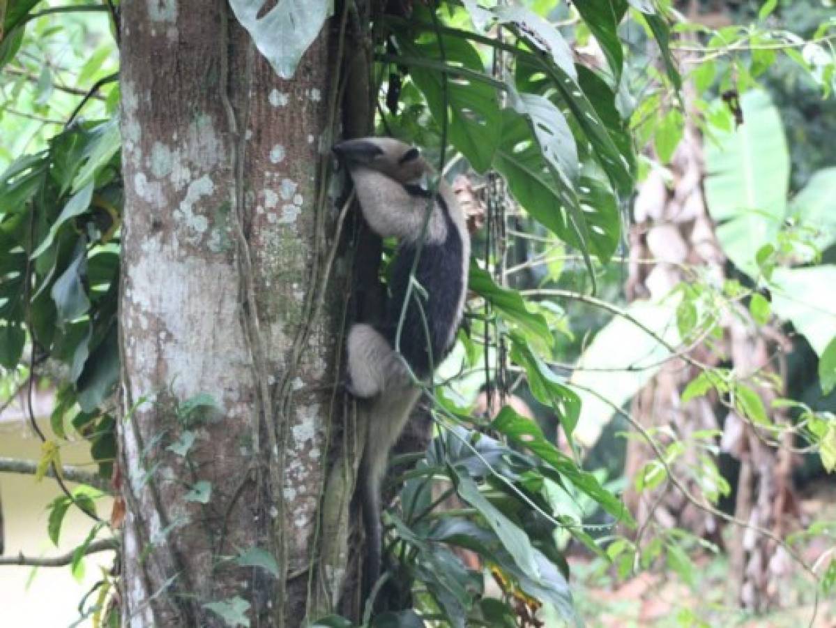 Liberan a oso hormiguero que había sido hurtado de PANACAM