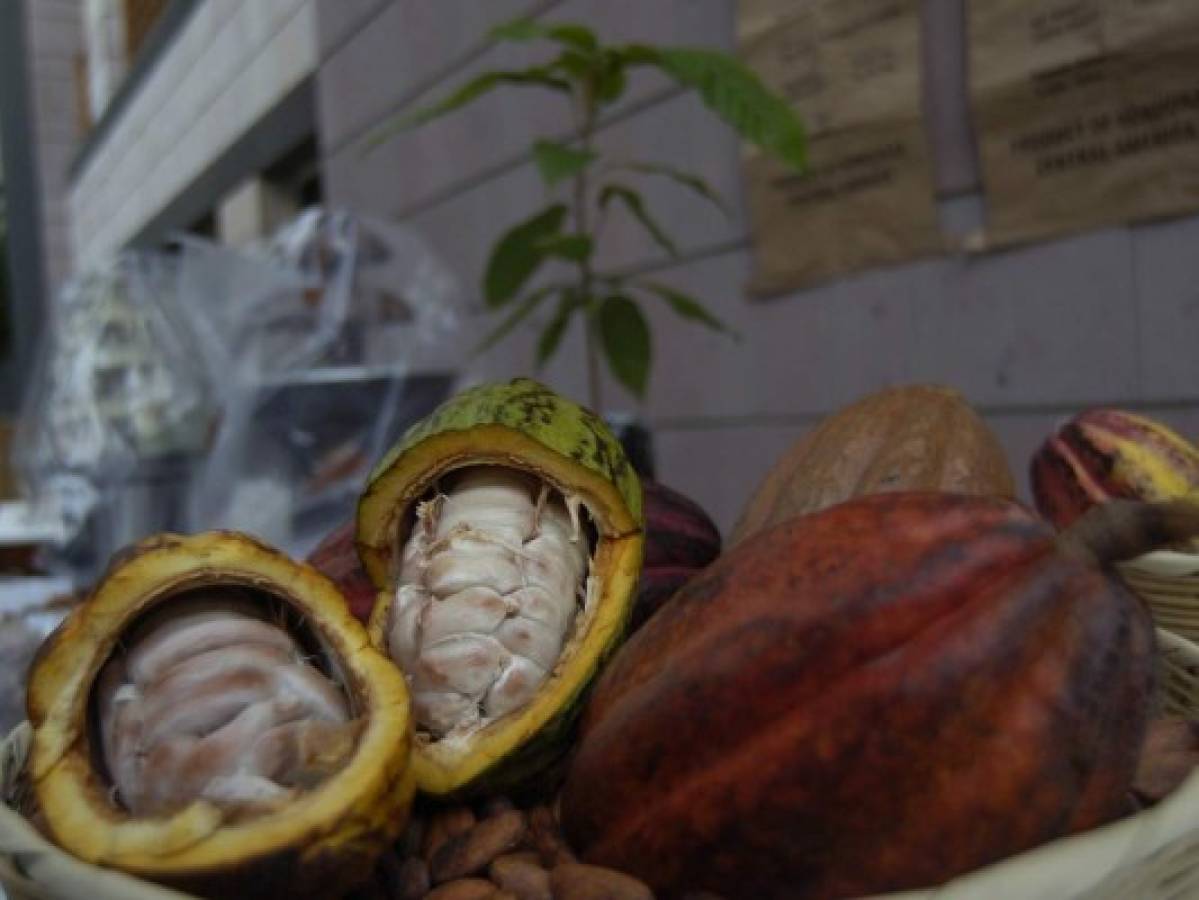 El chocolate es originario de Honduras, según National Geographic