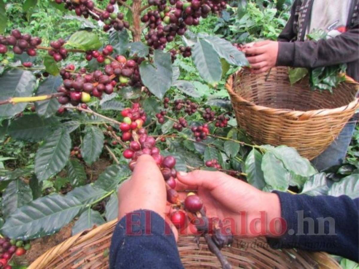 Honduras: Las divisas por exportación de café se incrementan en 22%