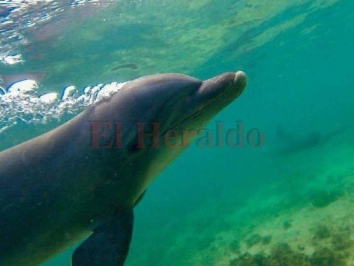 Delfines sorprenden a pescadores cerca de las costas del sur de Honduras
