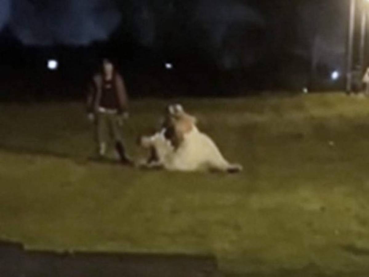 VIDEO: Novia protagoniza terrible batalla campal; invitados terminan inconscientes