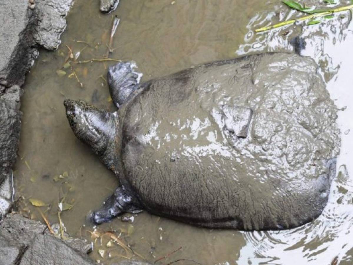 Muere última tortuga hembra de especie en peligro de extinción en China